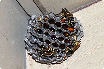 wasp nest