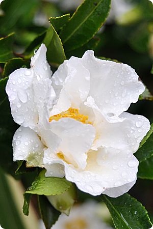 white Camellia in the rain