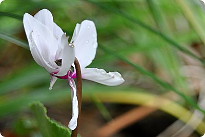 white cyclamen