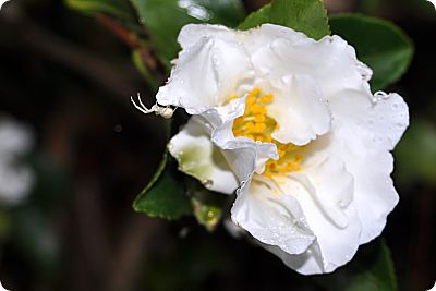 White spider on camellia
