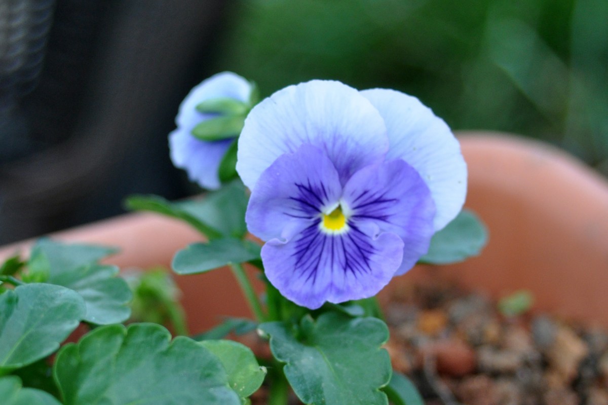 Pansy