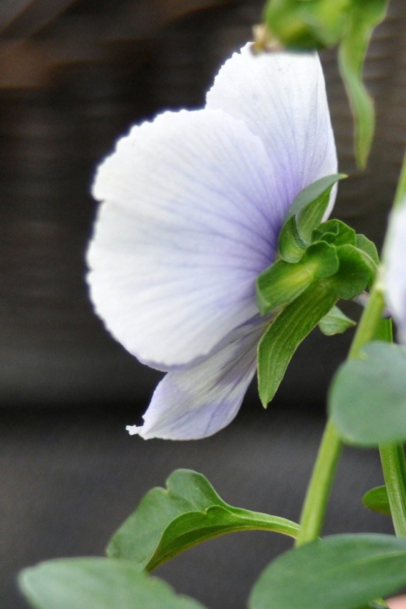 Pansy in profile
