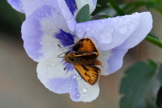 Orange butterfly on pansy