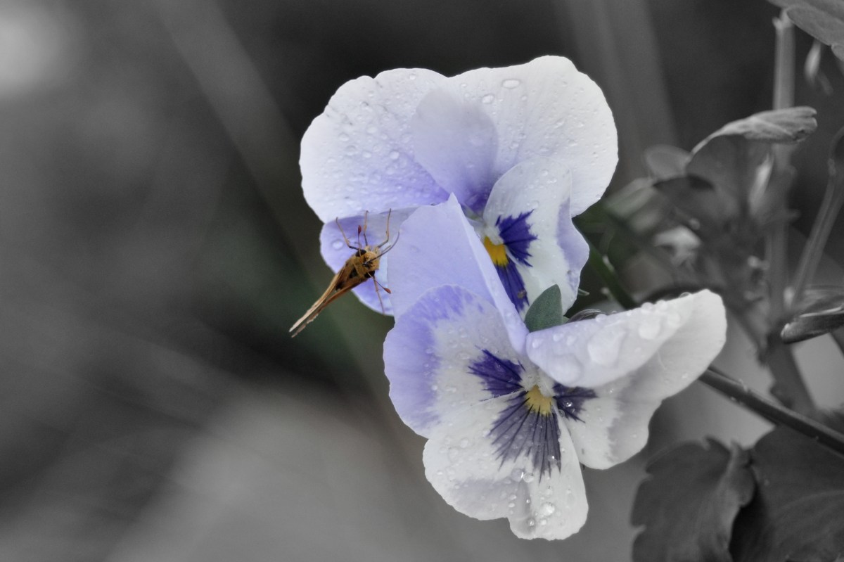 Black and White Pansy