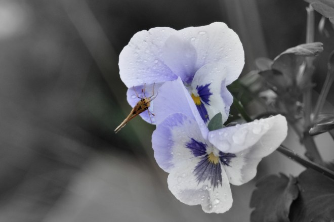 Black and White Pansy