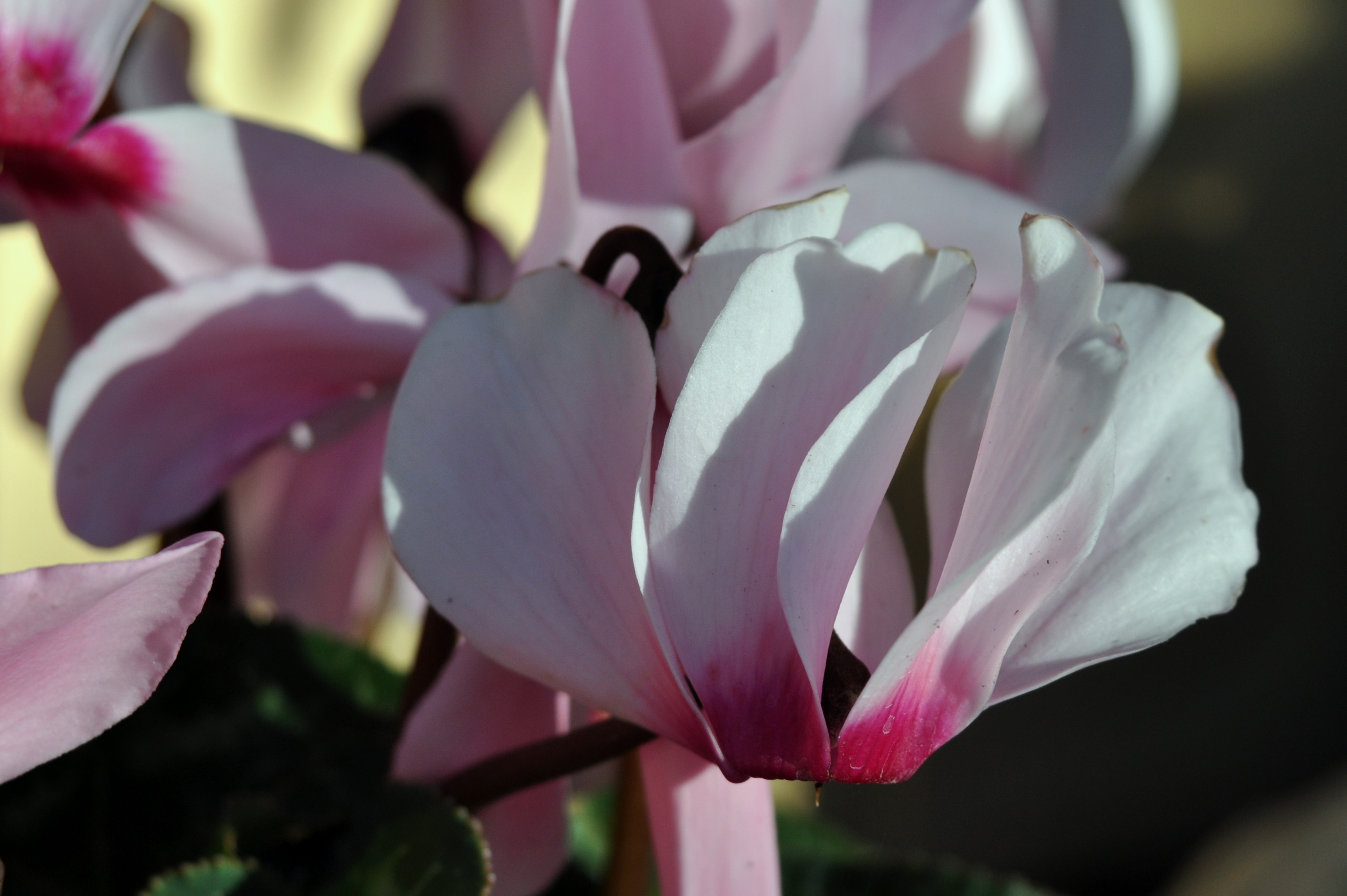 pink cyclamen pink cylclamen