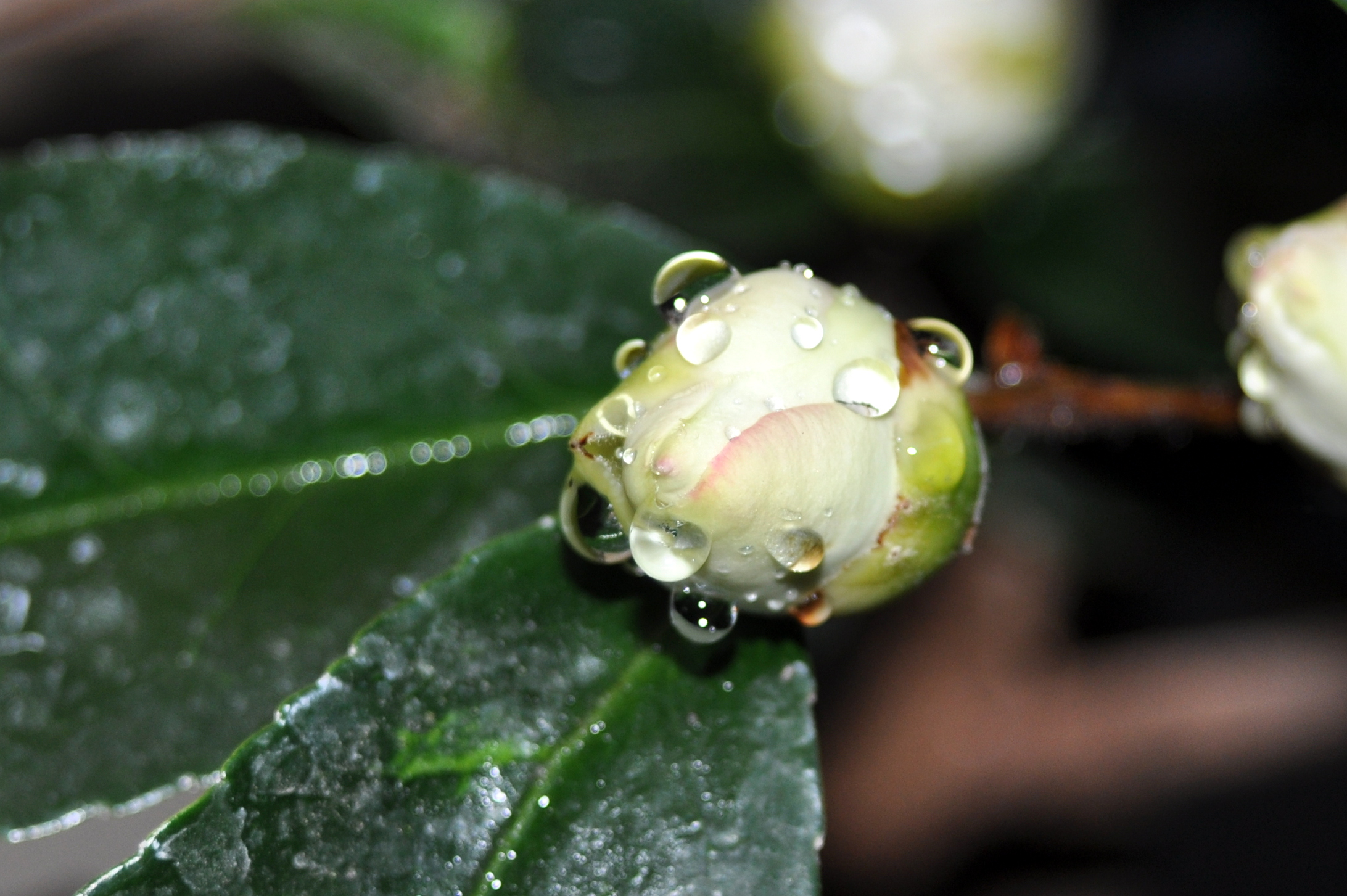 white camellia bud white camellia bud