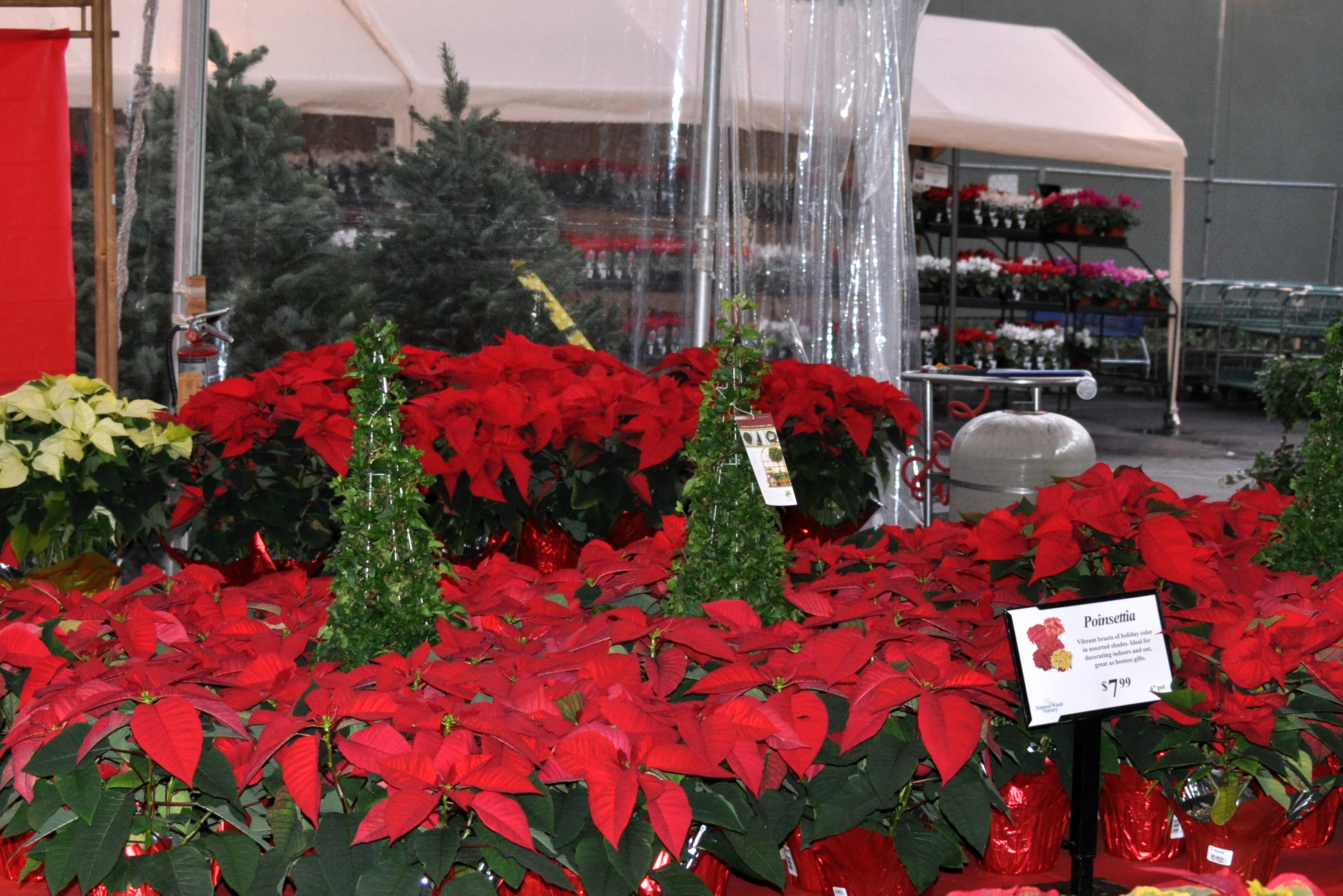 SummerWinds Poinsettia SummerWinds Poinsettia