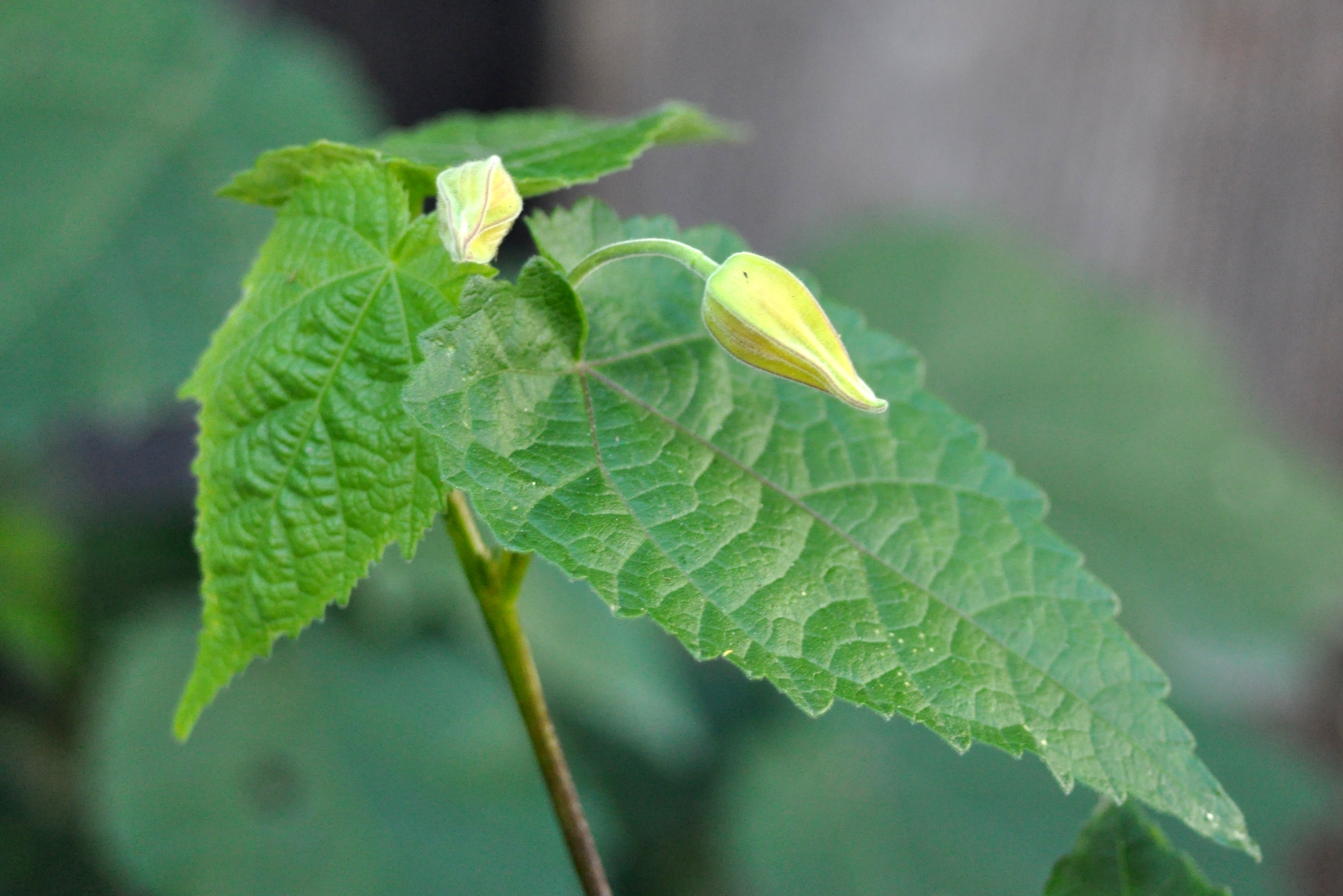 Abutilon Buds Abutilon Buds