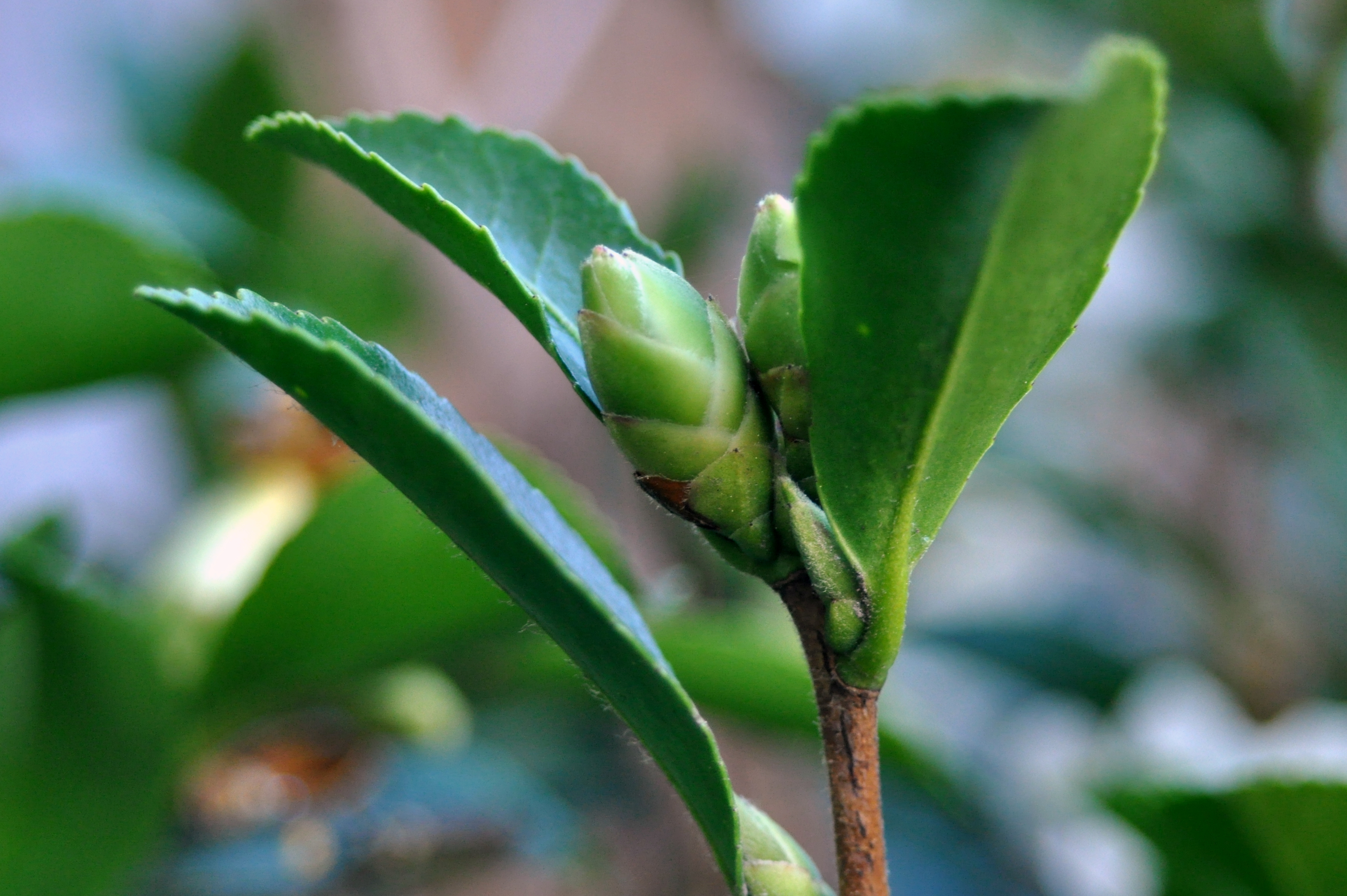 White Camellia Bud White Camellia Bud