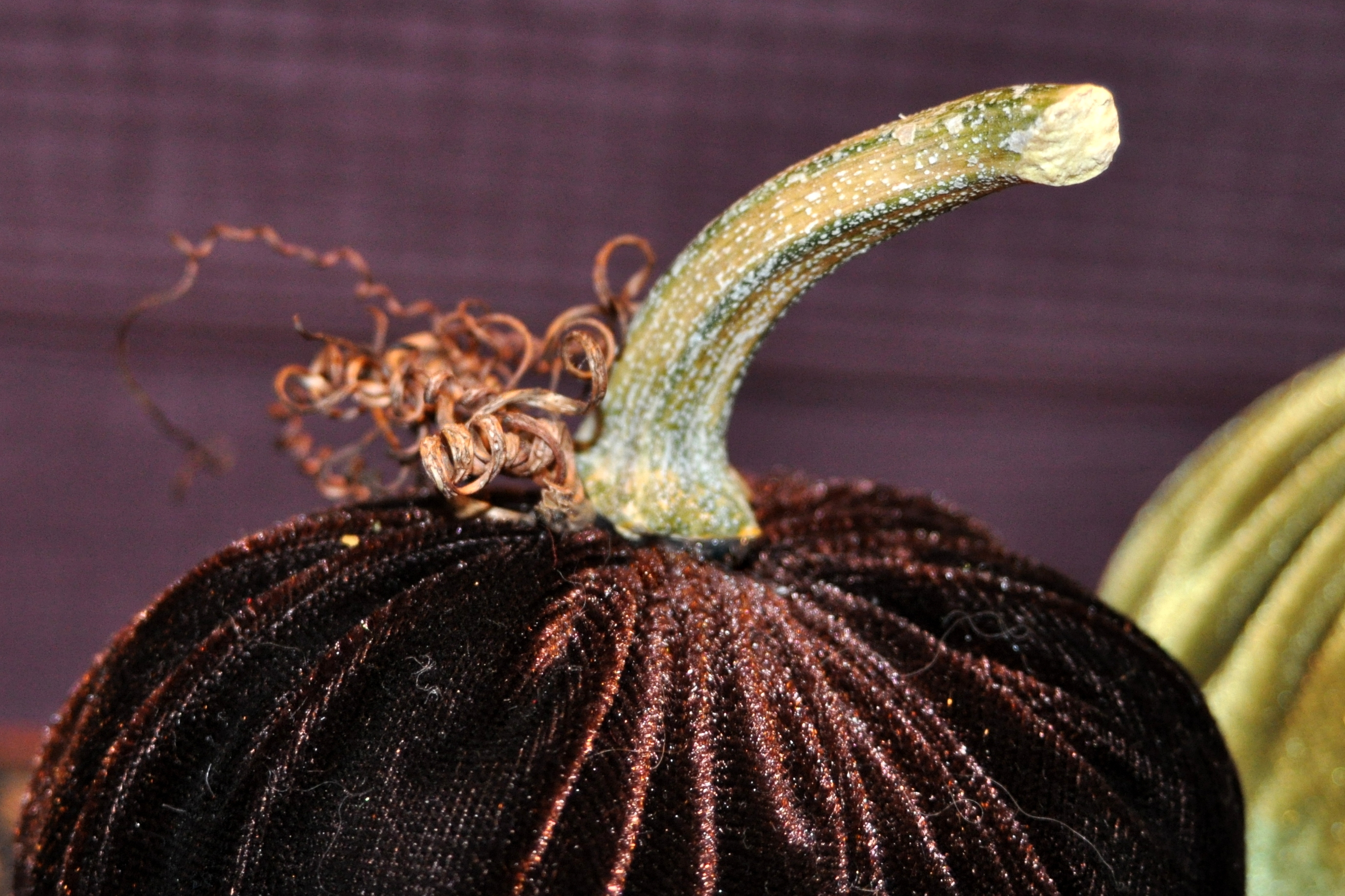 Velvet pumpkin stem
