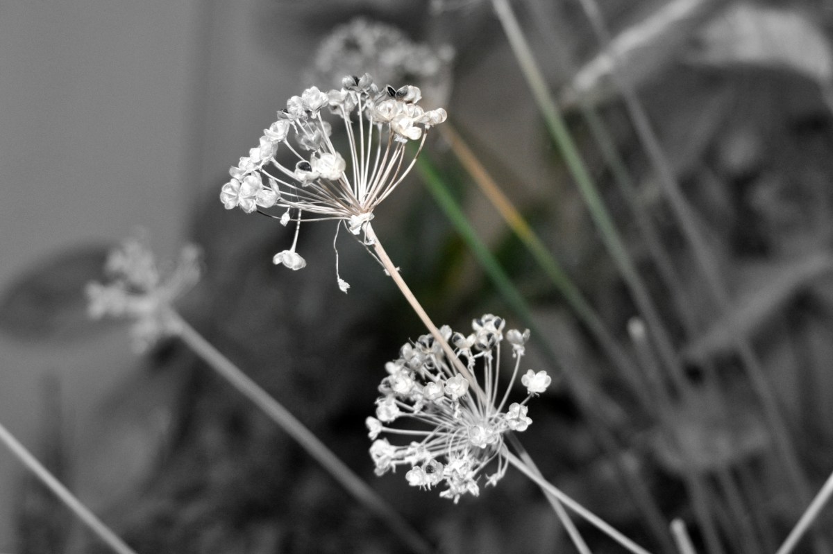 Black and White Allium