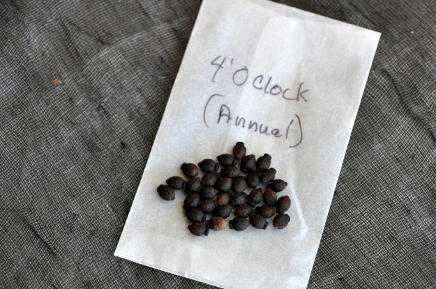 4 O'clock seeds