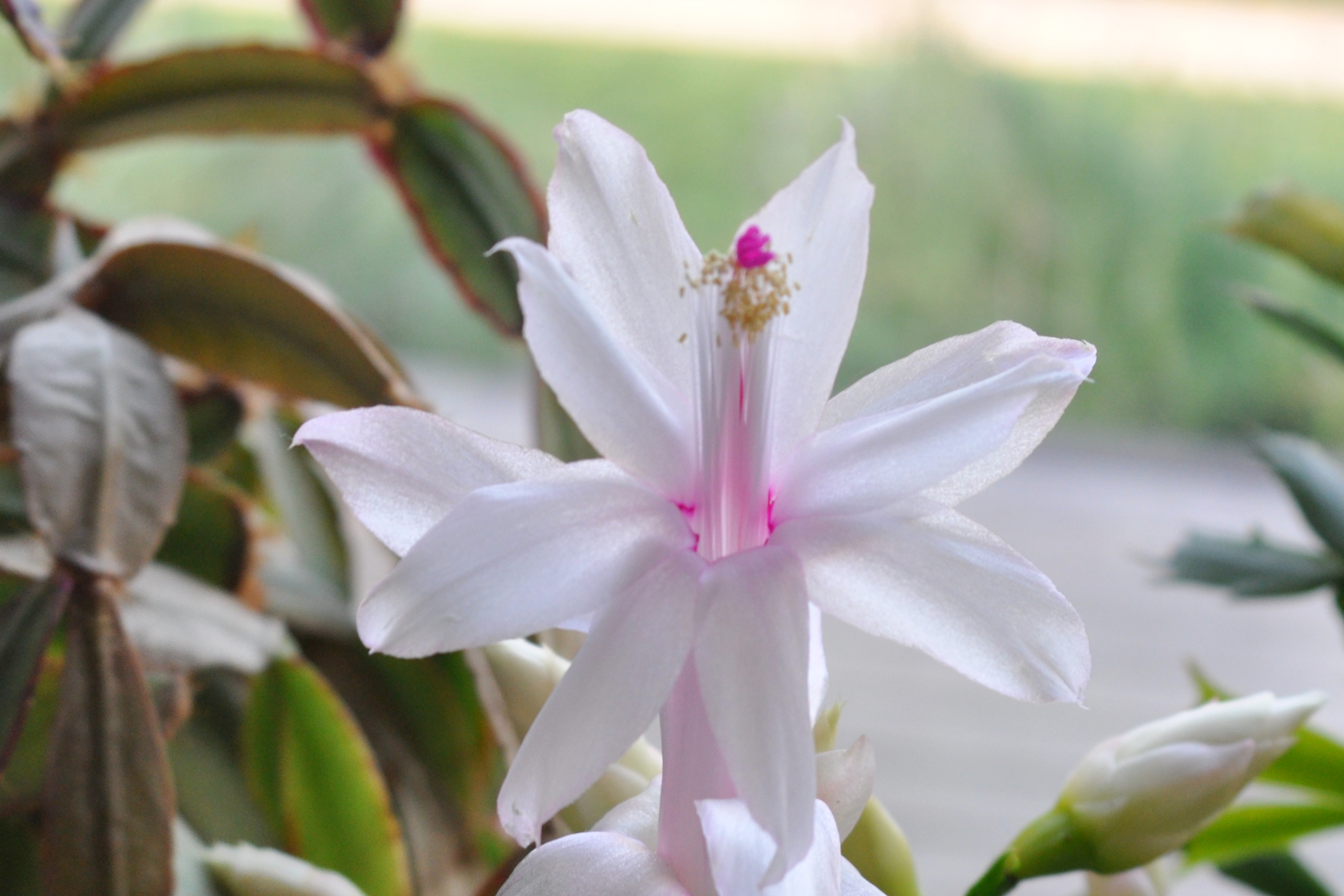 Zygocactus in Bloom Zygocactus in Bloom
