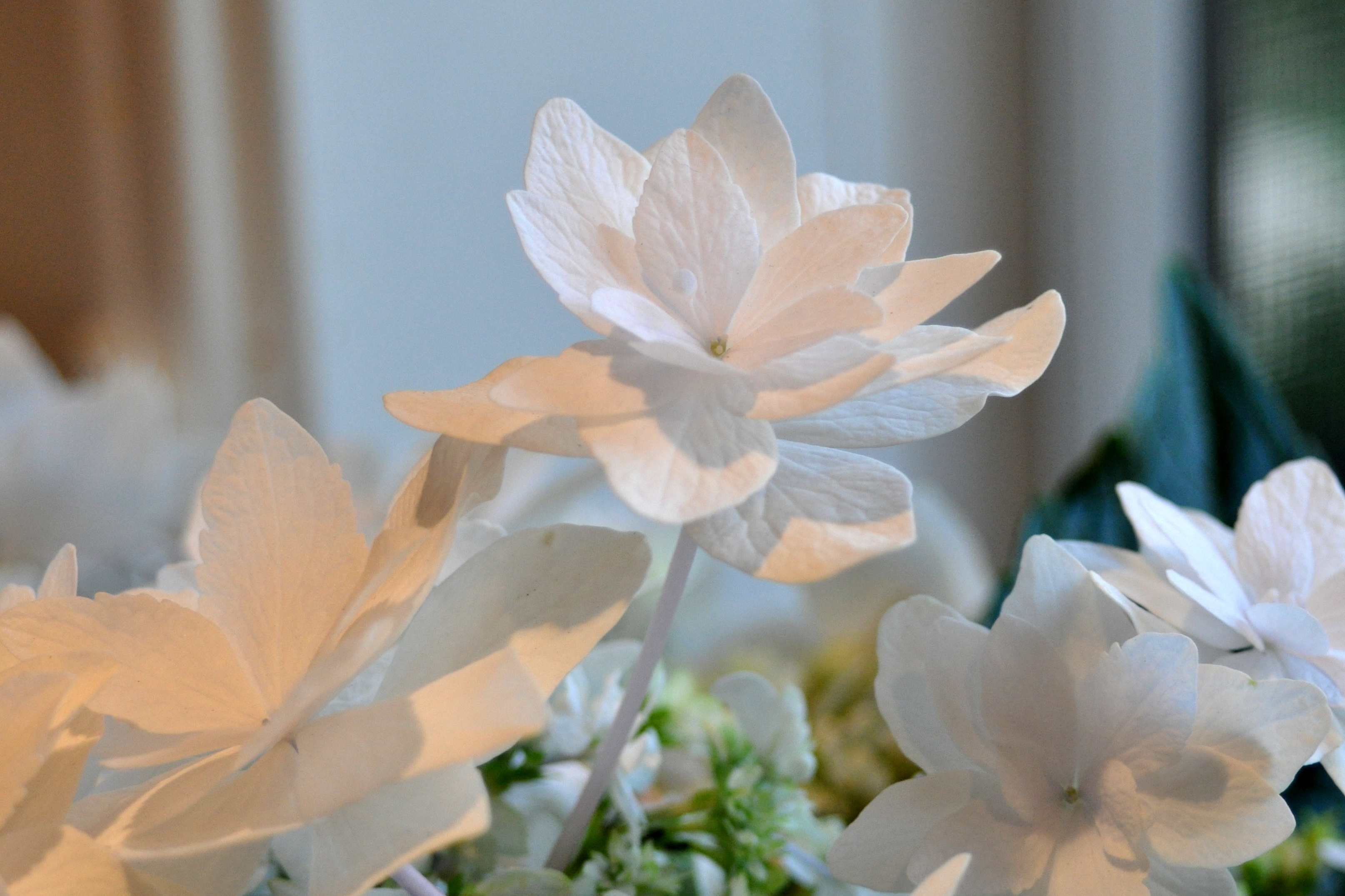 Shooting Star Hydrangea Closeup Shooting Star Hydrangea Closeup