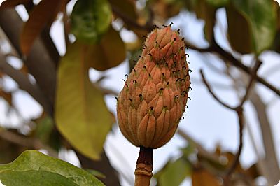 Magnolia seed pod