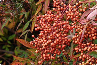 nandina berries