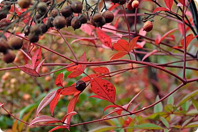 Nandina leaves