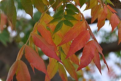 pistache assorted leaves