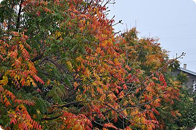 Chinese Pistache Fall Colors