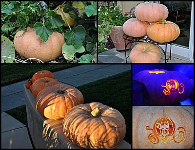pumpkin post mortem collage