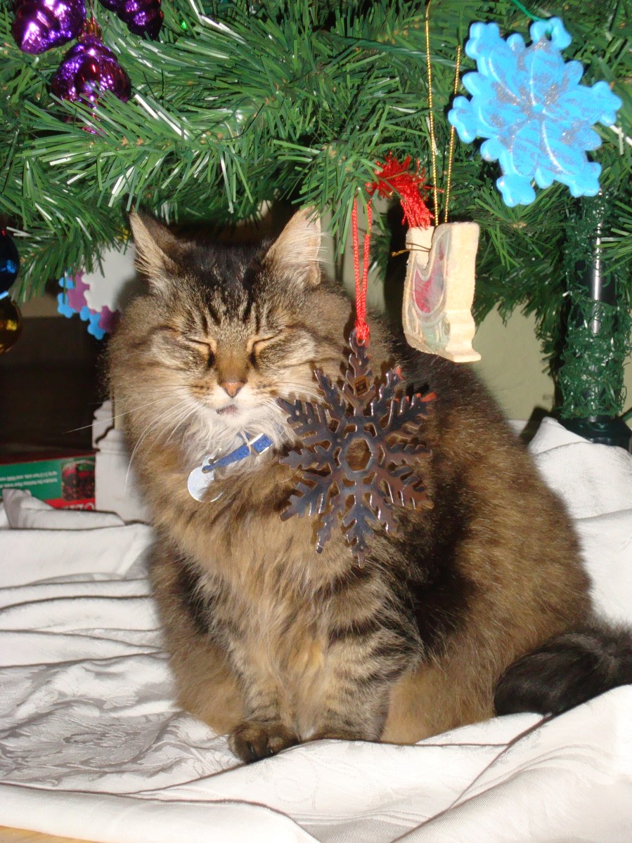 Fluffy Under the Tree