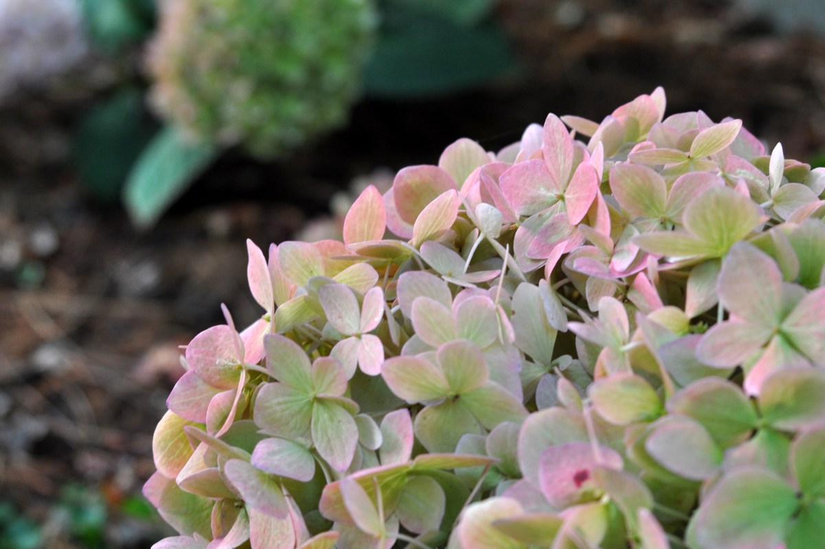 Hydrangea Blush