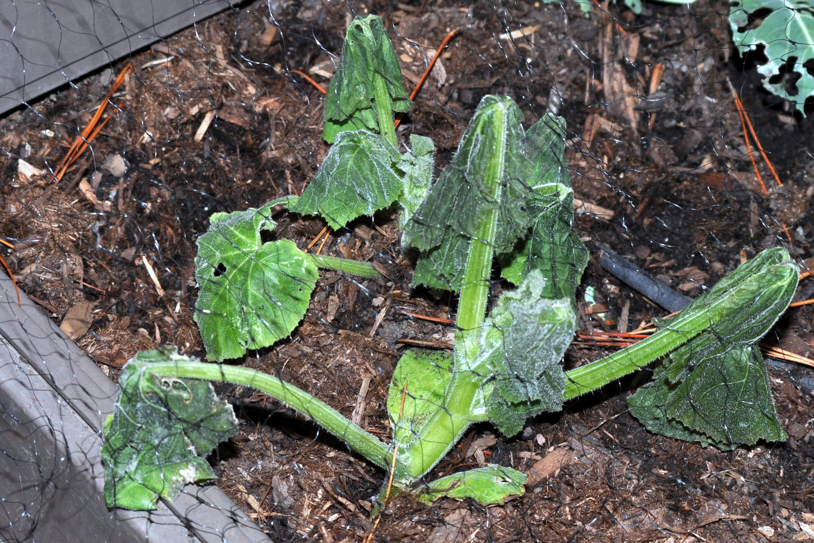 Frost damaged pumpkin plant