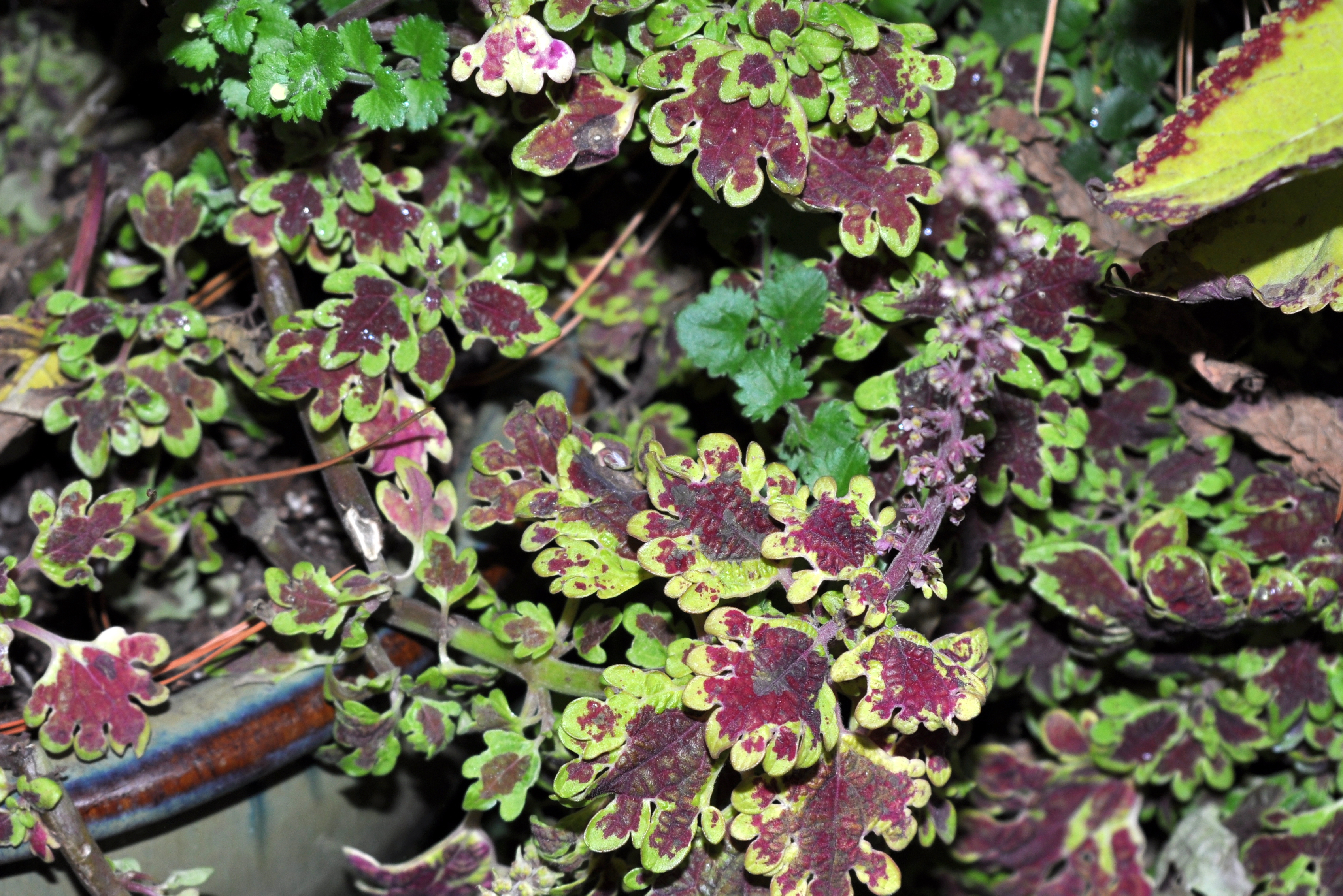 Damage-free coleus