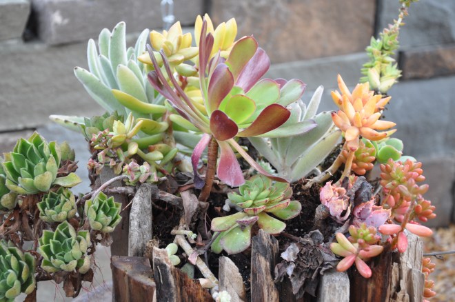 Succulent Planter Succulent Planter