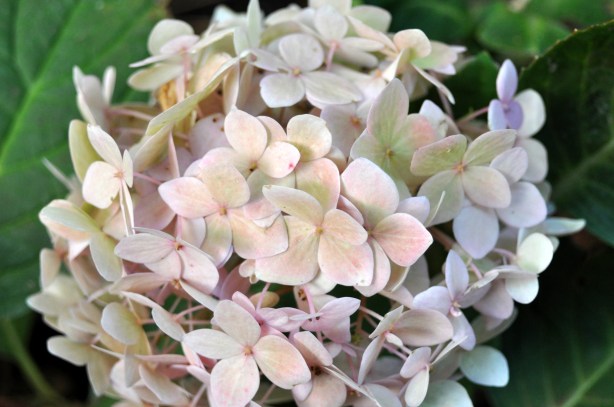 Hydrangea Pink