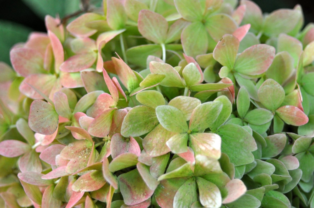 Hydrangea green