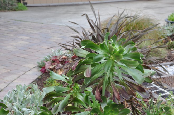 Garden Path and Plantings Garden Path and Plantings