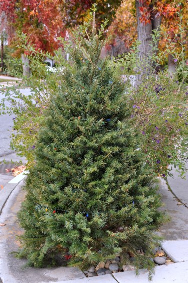 There's Magic in that Tree