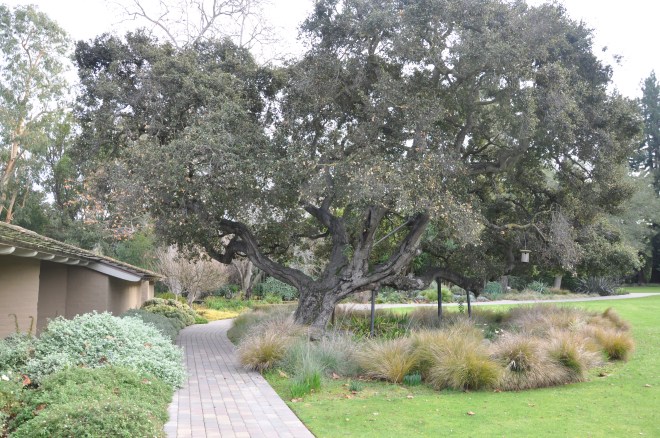 The Old Man: Coast Live Oak The Old Man: Coast Live Oak