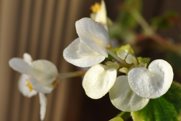 Begonias