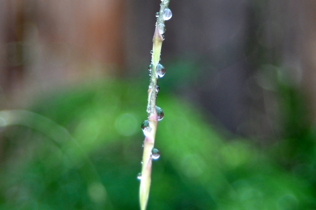 Rain drops cling to new growth