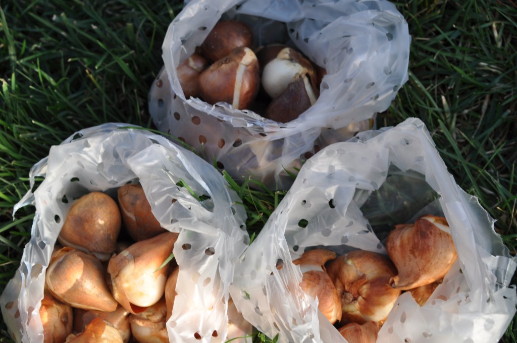 Ready to Plant Tulip Bulbs
