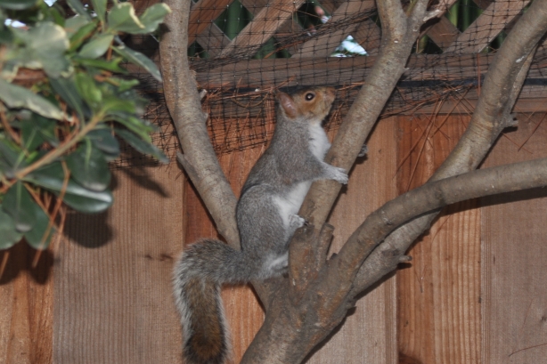 Squirrel in the Pittosporum