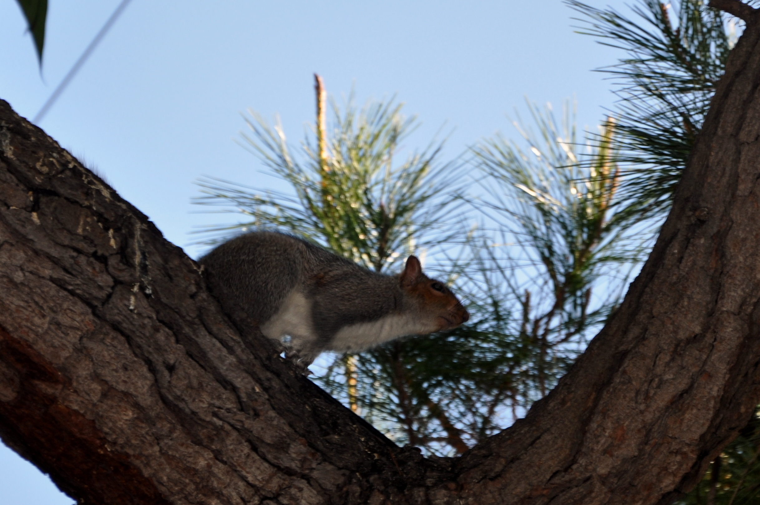 Squirrel hide and seek