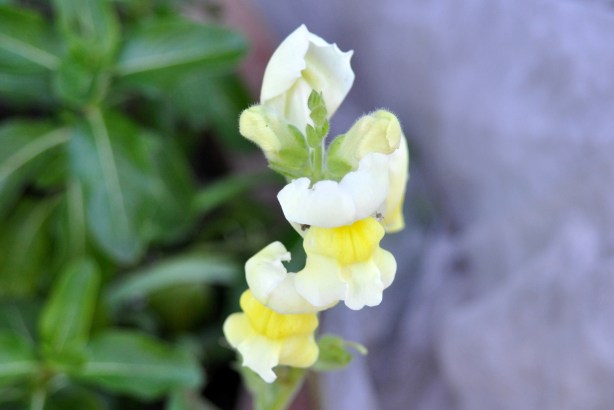Snapdragons
