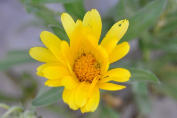 Yellow Wildflower