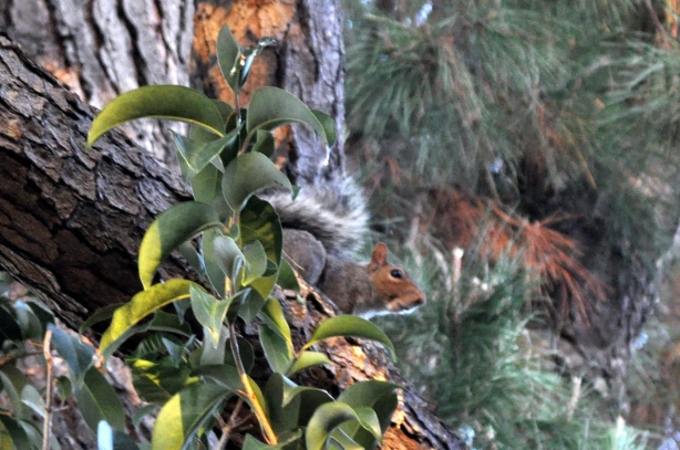 Squirrel in the Pine