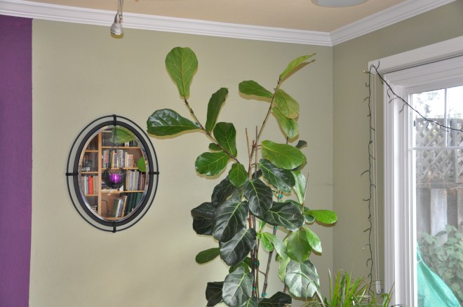 Fiddle-leaf Fig
