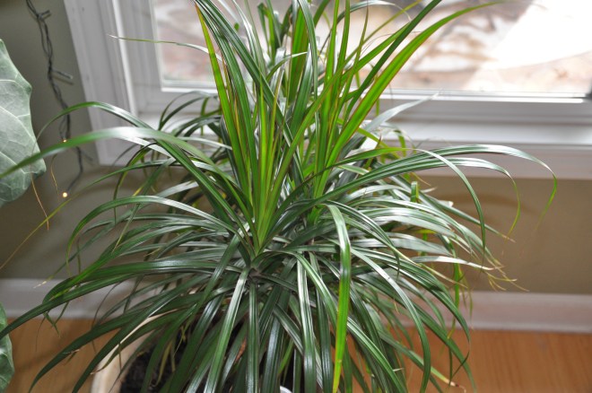 Dracaena