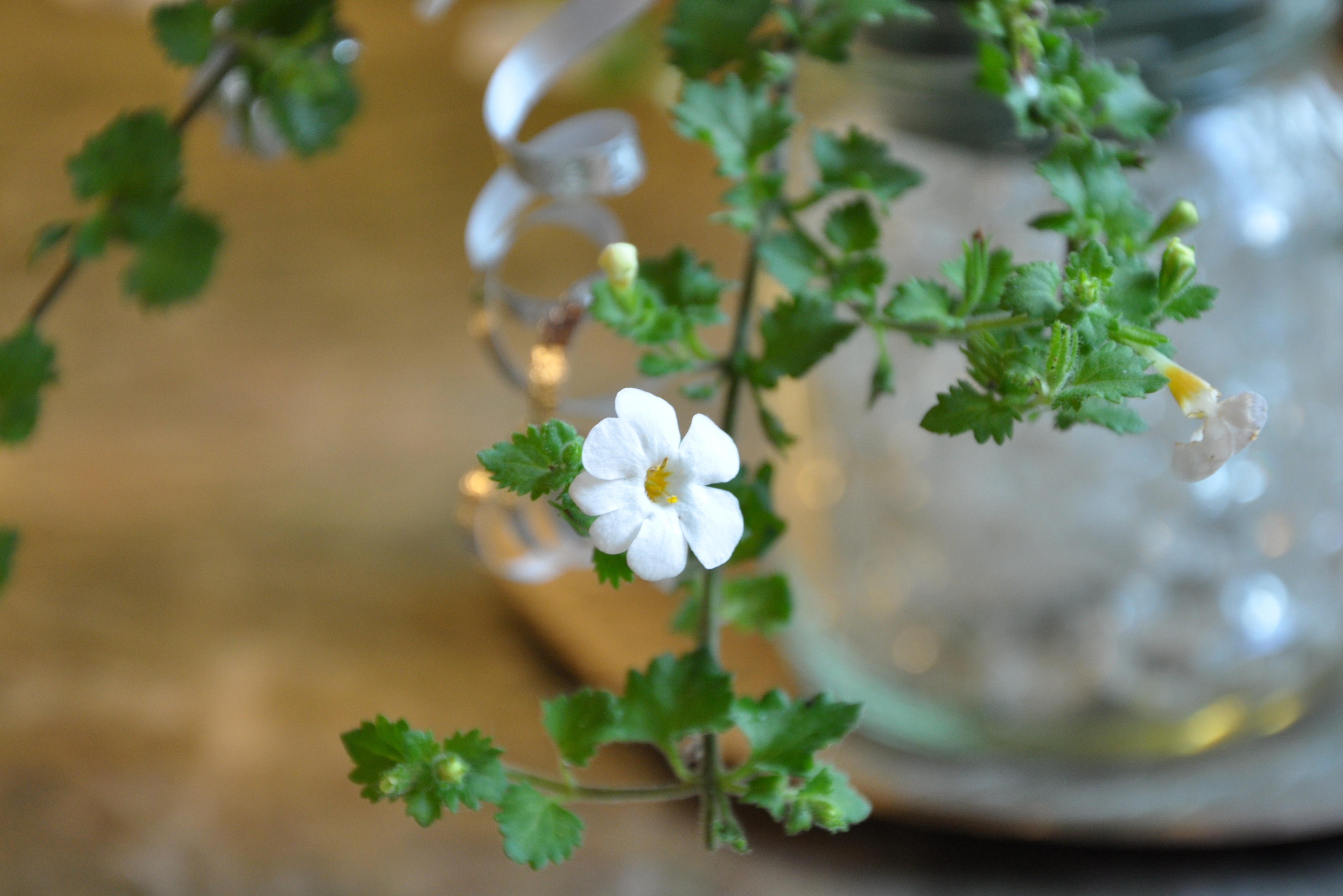 Bacopa Cordata