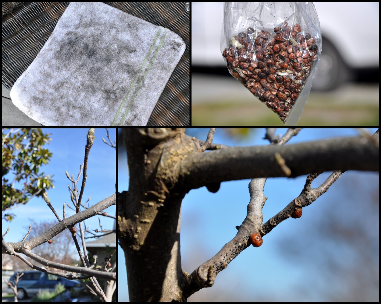 Magnolia Scale Insect Magnolia Scale: It’s Not For Wimps – Gardening Nirvana