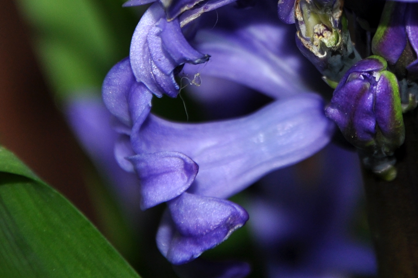 Hyacinth Closeup