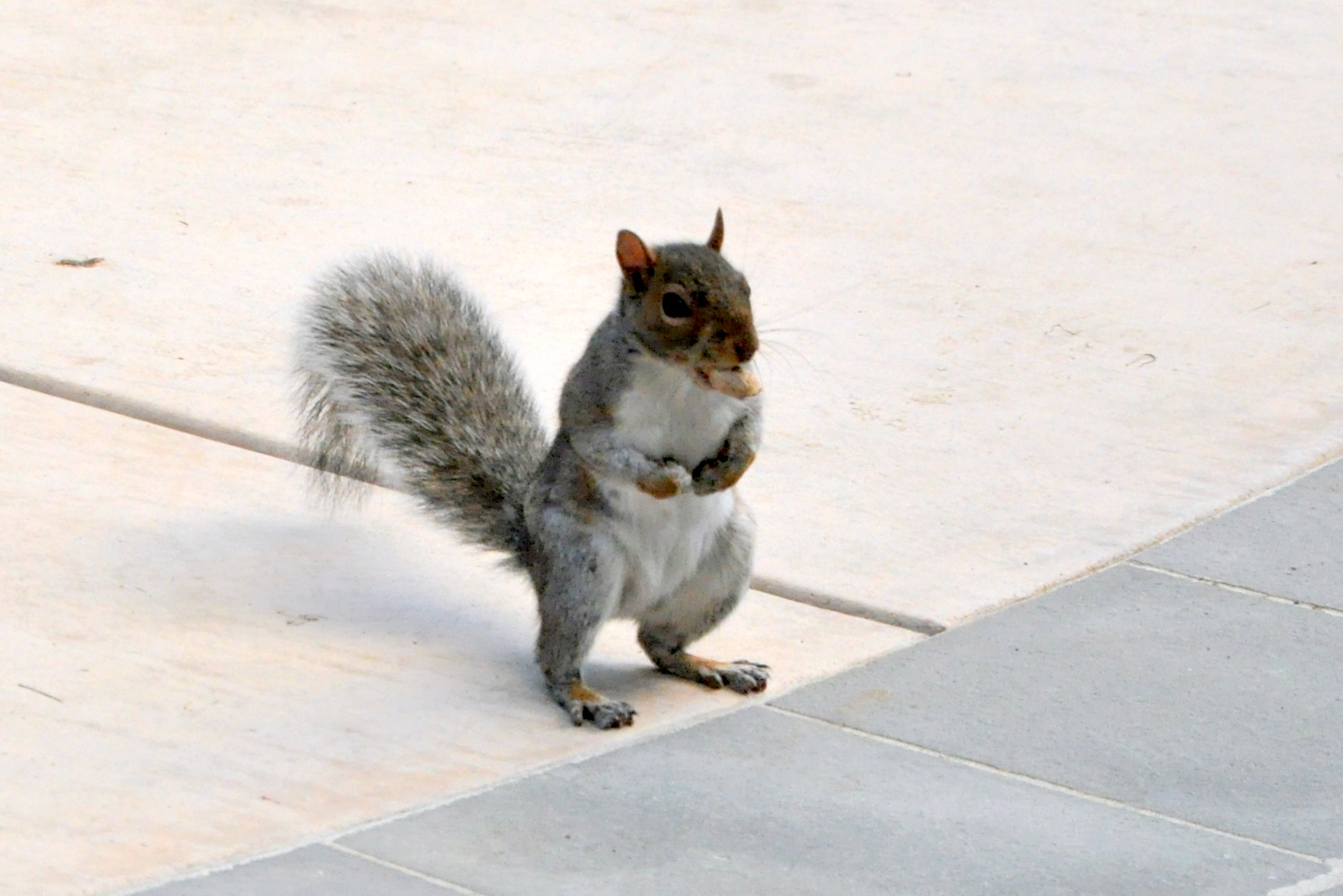 Grey Squirrel with Peanut