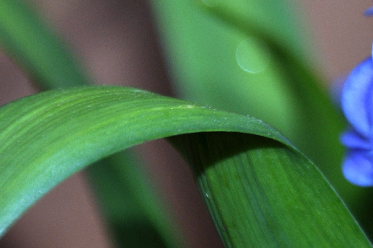 Hyacinth Leaves
